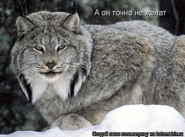 А он точно не женат... Котоматрица: А он точно не женат