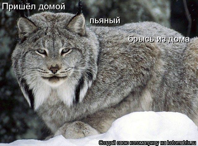 Пришёл домой пьяный брысь из дома... Котоматрица: Пришёл домой пьяный брысь из дома