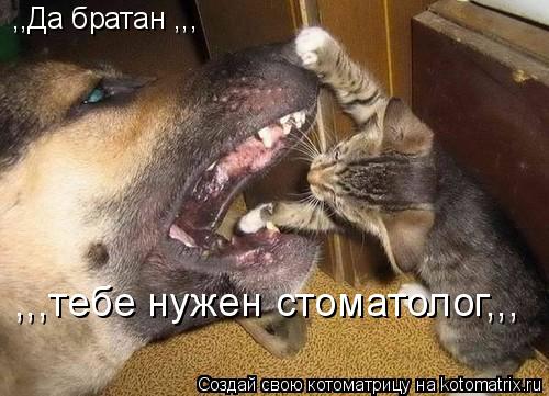 ,,Да братан ,,, ,,,тебе нужен стоматолог,,,... Котоматрица: ,,Да братан ,,, ,,,тебе нужен стоматолог,,,
