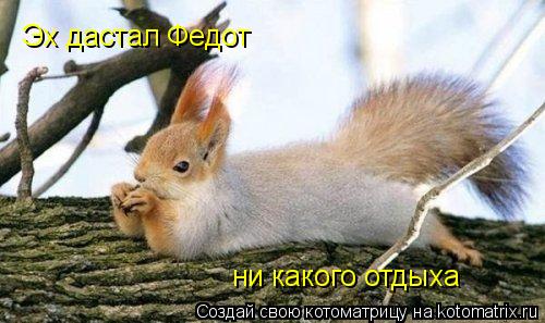 Эх дастал Федот ни какого отдыха... Котоматрица: Эх дастал Федот ни какого отдыха