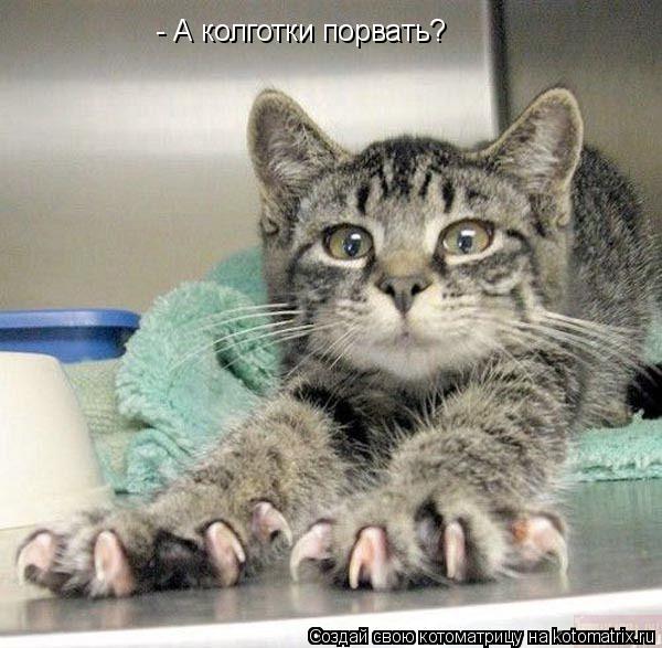 - А колготки порвать?... Котоматрица: - А колготки порвать?