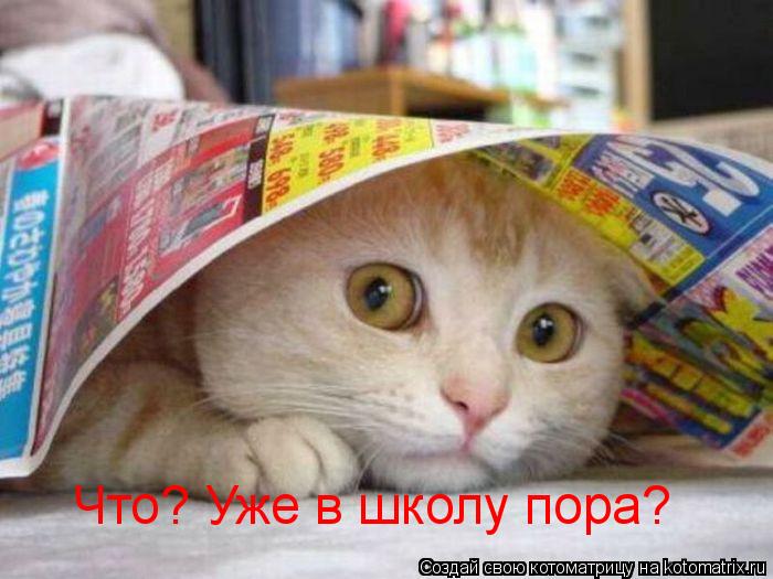 Что? Уже в школу пора?... Котоматрица: Что? Уже в школу пора?