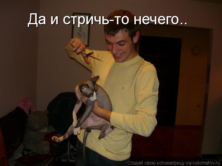 Да и стричь-то нечего..... Котоматрица: Да и стричь-то нечего..
