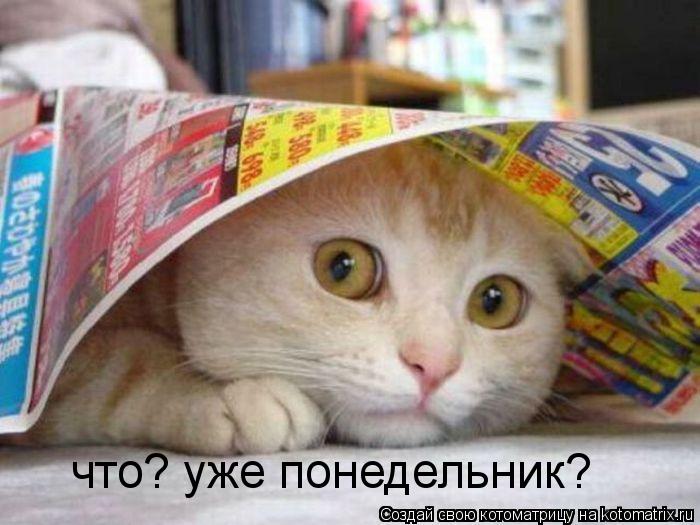 что? уже понедельник? )... Котоматрица: что? уже понедельник? )