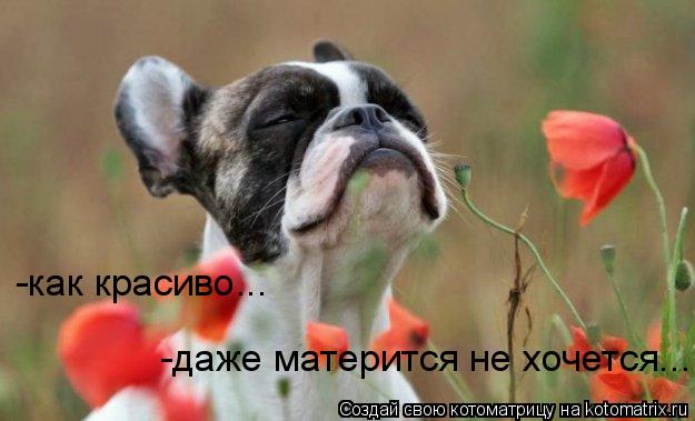 -как красиво... -даже матерится не хочется...... Котоматрица: -как красиво... -даже матерится не хочется...