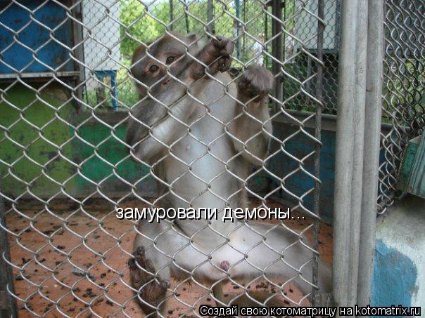 замуровали демоны...... Котоматрица: замуровали демоны...