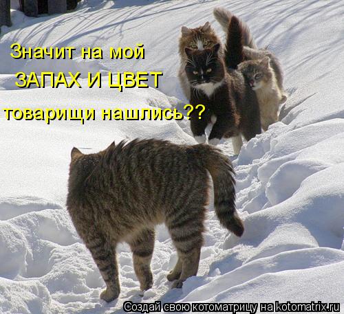 Значит на мой ЗАПАХ И ЦВЕТ товарищи нашлись??... Котоматрица: Значит на мой ЗАПАХ И ЦВЕТ товарищи нашлись??