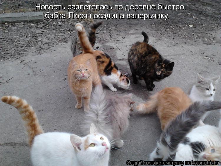 Новость разлетелась по деревне быстро: бабка Люся посадила валерьянку.... Котоматрица: Новость разлетелась по деревне быстро: бабка Люся посадила валерьянку.