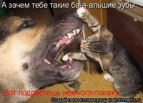 А зачем тебе такие ба-а-альшие зубы Вот подрастешь немного-покажу.... Котоматрица: А зачем тебе такие ба-а-альшие зубы Вот подрастешь немного-покажу.
