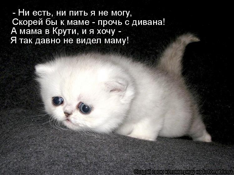 Скорей бы к маме - прочь с дивана! А мама в Крути, и я хочу - Я так давно не видел маму! - Ни есть, ... Котоматрица: Скорей бы к маме - прочь с дивана! А мама в Крути, и я хочу - Я так давно не видел маму! - Ни есть, ни пить я не могу,