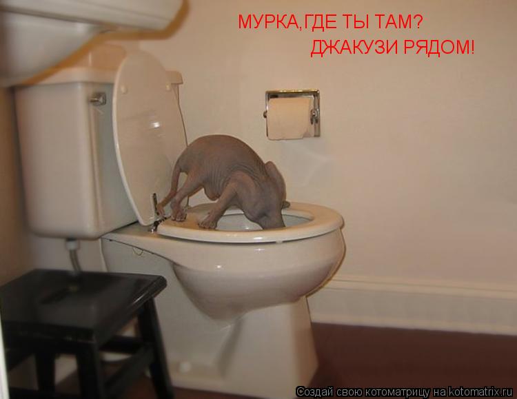 МУРКА,ГДЕ ТЫ ТАМ? ДЖАКУЗИ РЯДОМ!... Котоматрица: МУРКА,ГДЕ ТЫ ТАМ? ДЖАКУЗИ РЯДОМ!
