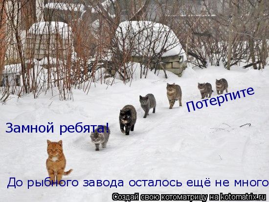 Замной ребята! Потерпите До рыбного завода осталось ещё не много... Котоматрица: Замной ребята! Потерпите До рыбного завода осталось ещё не много