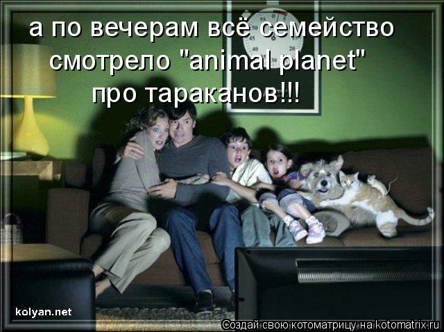 а по вечерам всё семейство смотрело "animal planet" про тараканов!!!... Котоматрица: а по вечерам всё семейство смотрело "animal planet" про тараканов!!!