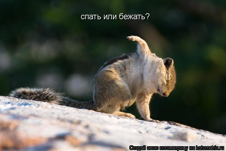 спать или бежать?... Котоматрица: спать или бежать?