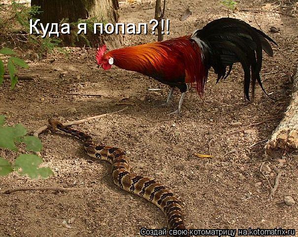 Куда я попал?!!... Котоматрица: Куда я попал?!!