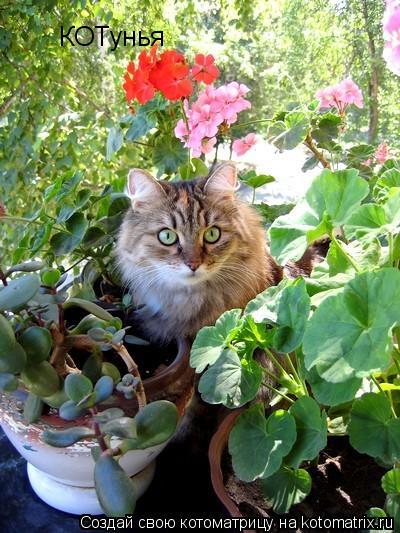 КОТунья... Котоматрица: КОТунья