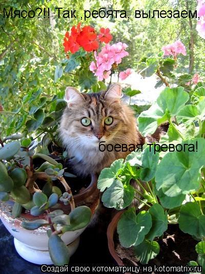 Мясо?!! Так ,ребята, вылезаем, боевая тревога!... Котоматрица: Мясо?!! Так ,ребята, вылезаем, боевая тревога!