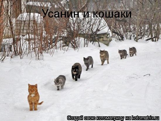 Усанин и кошаки... Котоматрица: Усанин и кошаки