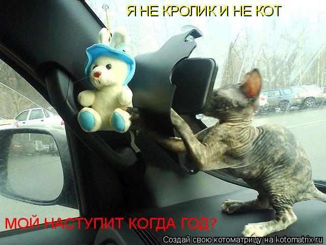 Я НЕ КРОЛИК И НЕ КОТ МОЙ НАСТУПИТ КОГДА ГОД?... Котоматрица: Я НЕ КРОЛИК И НЕ КОТ МОЙ НАСТУПИТ КОГДА ГОД?