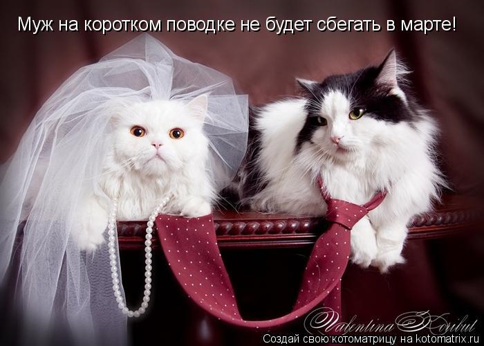 Муж на коротком поводке не будет сбегать в марте!... Котоматрица: Муж на коротком поводке не будет сбегать в марте!