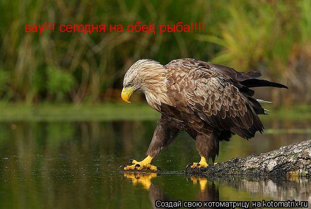вау!!! сегодня на обед рыба!!!!... Котоматрица: вау!!! сегодня на обед рыба!!!!