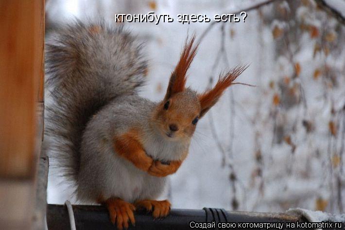 ктонибуть здесь есть?... Котоматрица: ктонибуть здесь есть?