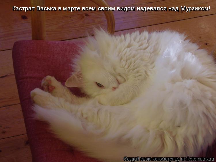 Кастрат Васька в марте всем своим видом издевался над Мурзиком!... Котоматрица: Кастрат Васька в марте всем своим видом издевался над Мурзиком!