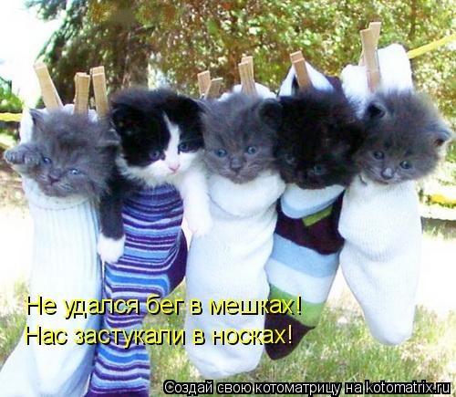 Не удался бег в мешках! Нас застукали в носках!... Котоматрица: Не удался бег в мешках! Нас застукали в носках!
