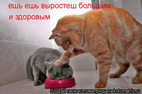 ешь ешь выростеш большим и здоровым... Котоматрица: ешь ешь выростеш большим и здоровым