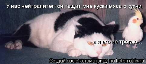 У нас нейтралитет: он тащит мне куски мяса с кухни, а я его не трогаю...... Котоматрица: У нас нейтралитет: он тащит мне куски мяса с кухни, а я его не трогаю...