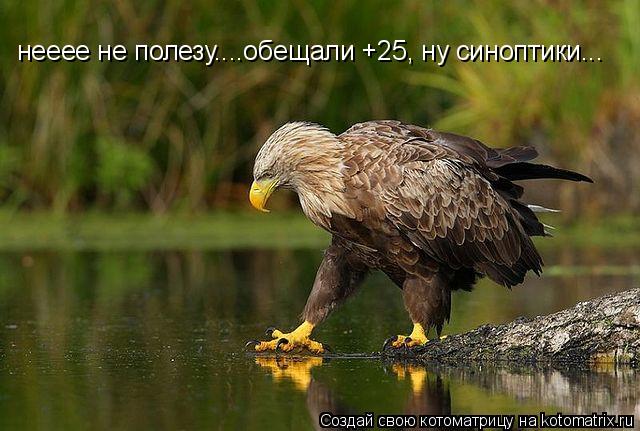 нееее не полезу....обещали +25, ну синоптики...... Котоматрица: нееее не полезу....обещали +25, ну синоптики...