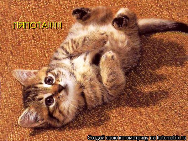 ЛЯПОТА!!!!!!... Котоматрица: ЛЯПОТА!!!!!!