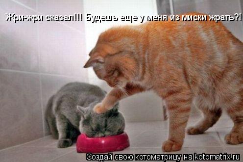 Жри-жри сказал!!! Будешь еще у меня из миски жрать?!... Котоматрица: Жри-жри сказал!!! Будешь еще у меня из миски жрать?!