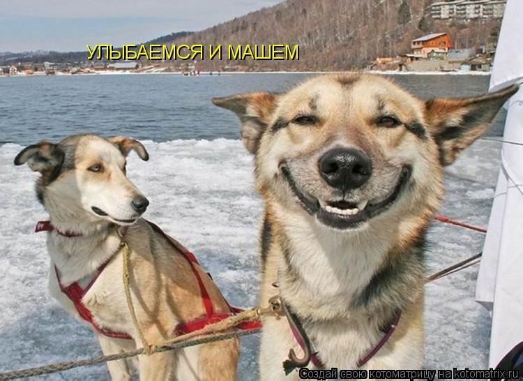 УЛЫБАЕМСЯ И МАШЕМ... Котоматрица: УЛЫБАЕМСЯ И МАШЕМ