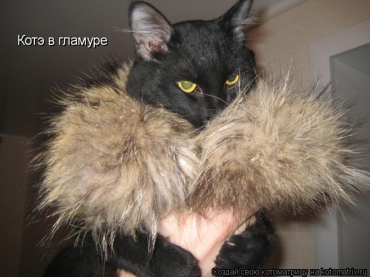Котэ в гламуре... Котоматрица: Котэ в гламуре