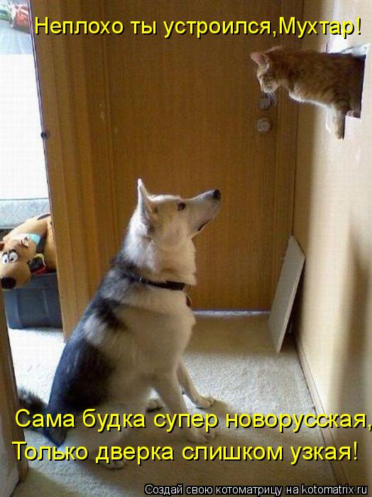 Неплохо ты устроился,Мухтар! Только дверка слишком узкая! Сама будка супер новорусская,... Котоматрица: Неплохо ты устроился,Мухтар! Только дверка слишком узкая! Сама будка супер новорусская,