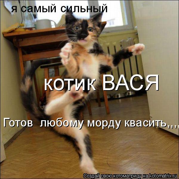 Готов любому морду квасить,,,, я самый сильный котик ВАСЯ... Котоматрица: Готов любому морду квасить,,,, я самый сильный котик ВАСЯ