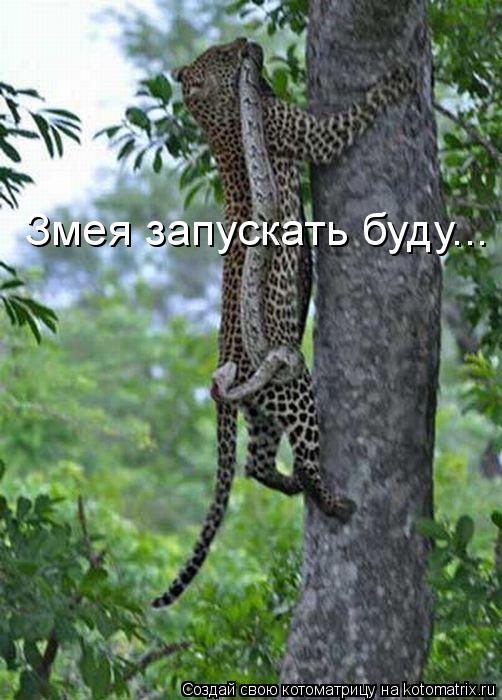 Змея запускать буду...... Котоматрица: Змея запускать буду...