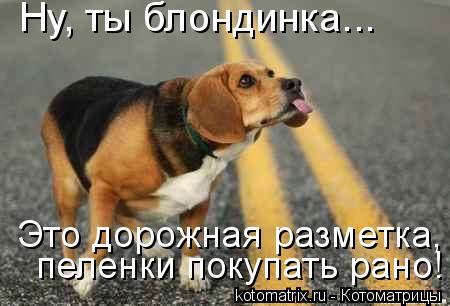 Ну, ты блондинка... Это дорожная разметка, пеленки покупать рано!... Котоматрица: Ну, ты блондинка... Это дорожная разметка, пеленки покупать рано!