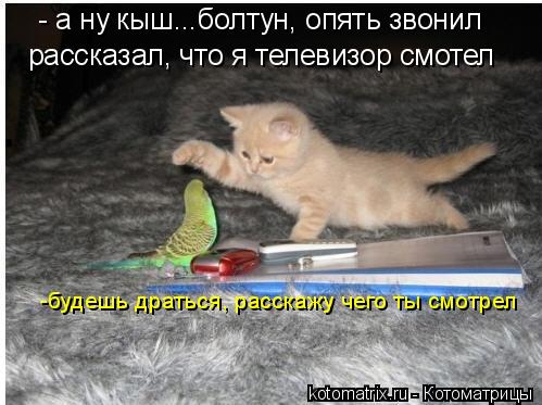 - а ну кыш...болтун, опять звонил рассказал, что я телевизор смотел -будешь драться, расскажу чего ты... Котоматрица: - а ну кыш...болтун, опять звонил рассказал, что я телевизор смотел -будешь драться, расскажу чего ты смотрел