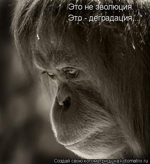Это не эволюция. Это - деградация...... Котоматрица: Это не эволюция. Это - деградация...