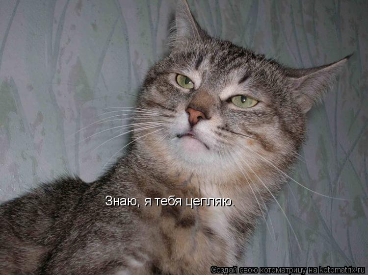 Знаю, я тебя цепляю.... Котоматрица: Знаю, я тебя цепляю.