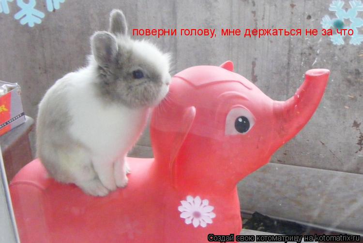 поверни голову, мне держаться не за что... Котоматрица: поверни голову, мне держаться не за что