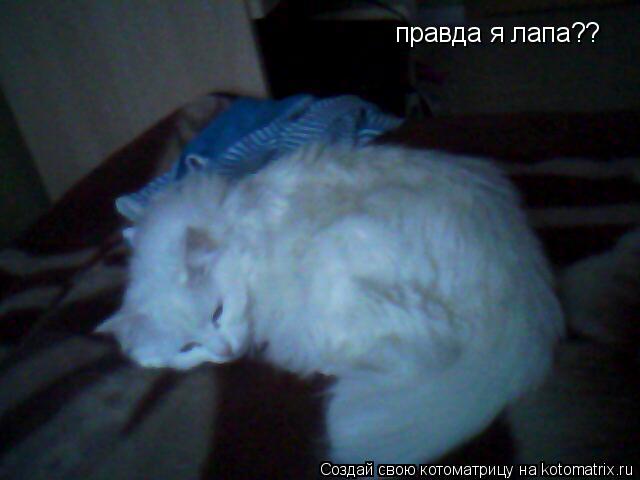 правда я лапа??... Котоматрица: правда я лапа??