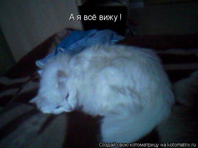 А я всё вижу !... Котоматрица: А я всё вижу !