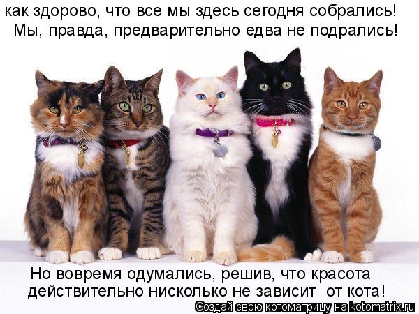 как здорово, что все мы здесь сегодня собрались! Мы, правда, предварительно едва не подрались! Но вов... Котоматрица: как здорово, что все мы здесь сегодня собрались! Мы, правда, предварительно едва не подрались! Но вовремя одумались, решив, что красота дейст