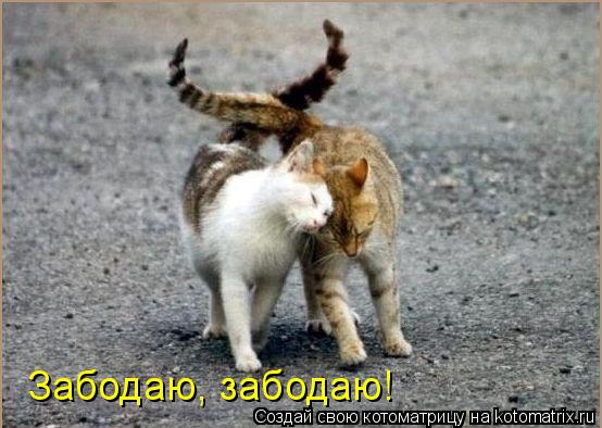 Забодаю, забодаю!... Котоматрица: Забодаю, забодаю!