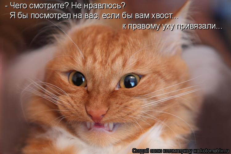 - Чего смотрите? Не нравлюсь? Я бы посмотрел на вас, если бы вам хвост... к правому уху привязали...... Котоматрица: - Чего смотрите? Не нравлюсь? Я бы посмотрел на вас, если бы вам хвост... к правому уху привязали...