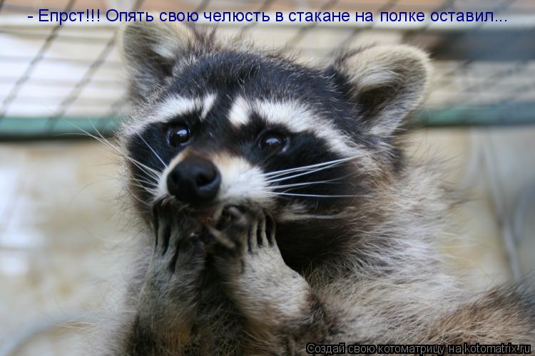 - Епрст!!! Опять свою челюсть в стакане на полке оставил...... Котоматрица: - Епрст!!! Опять свою челюсть в стакане на полке оставил...