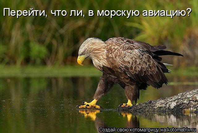 Перейти, что ли, в морскую авиацию?... Котоматрица: Перейти, что ли, в морскую авиацию?